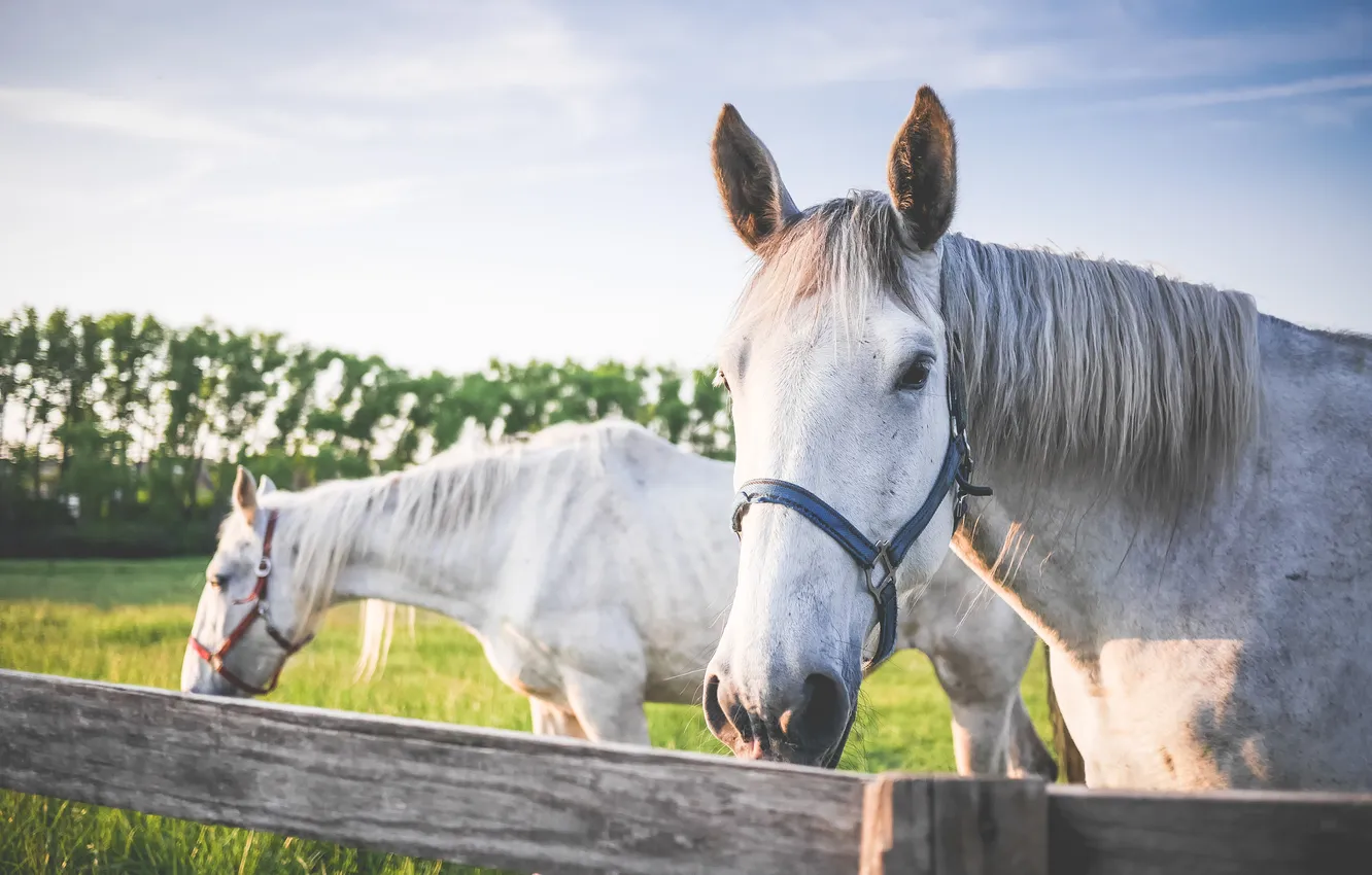 Фото обои white, fence, horse