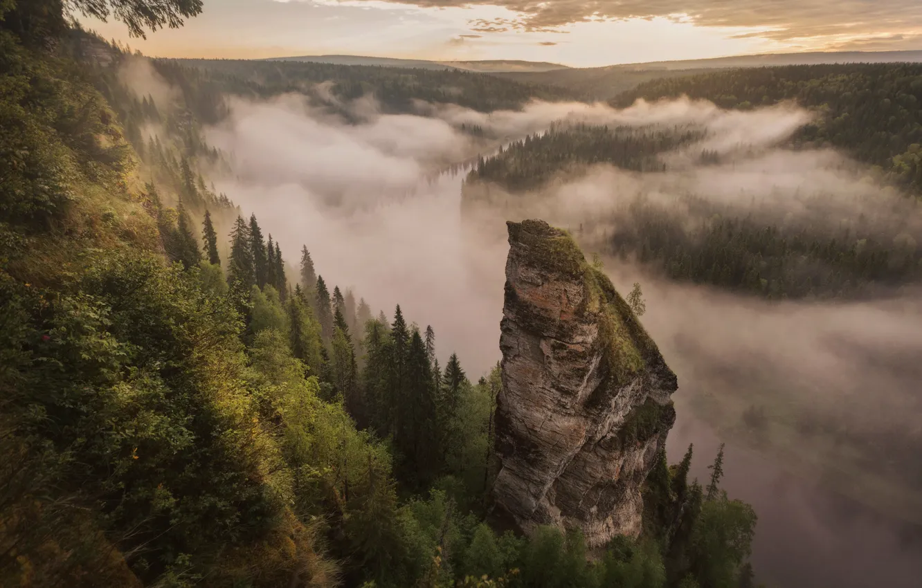 Фото обои forest, nature, mountains, fog