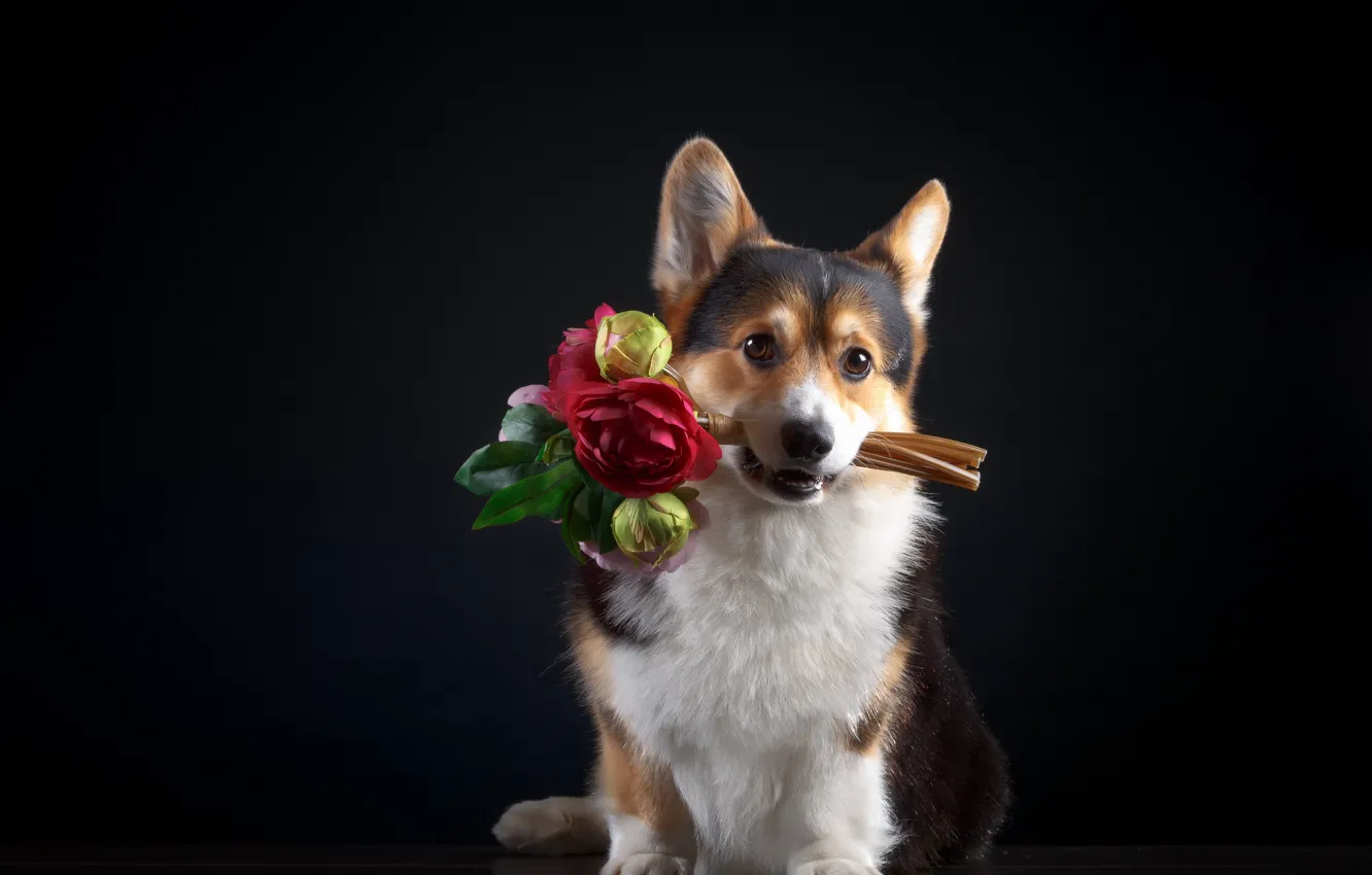 Фото обои цветы, букет, Собака, щенок