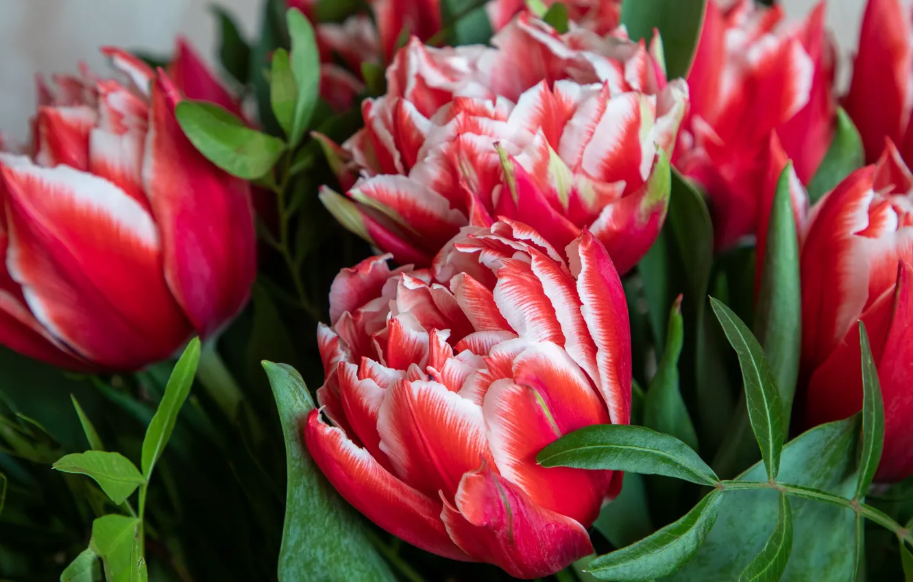 Фото обои макро, цветы, букет, тюльпаны, красные, бутоны, полосатые, двухцветные