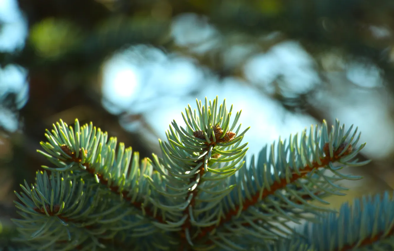 Фото обои plant, spruce, twig