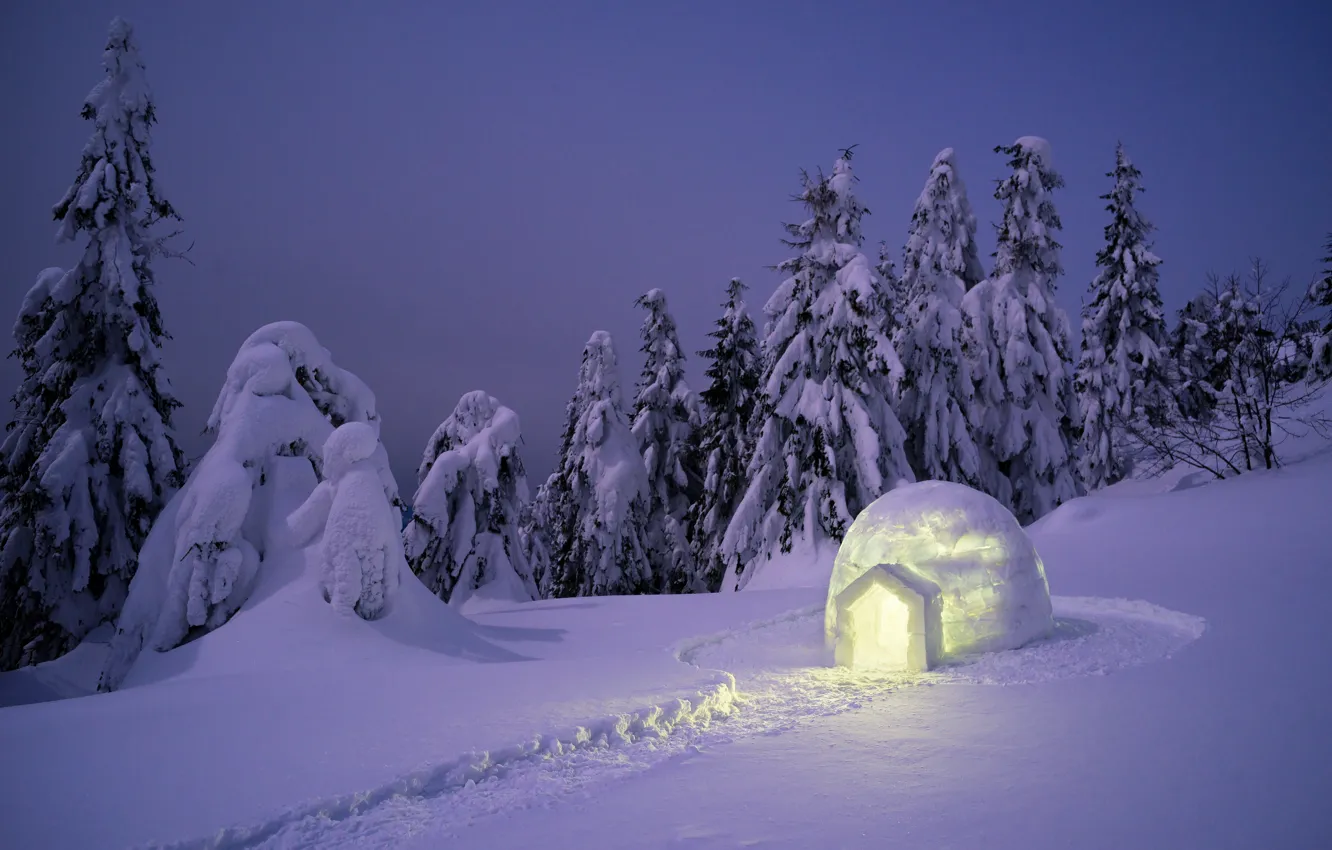 Фото обои зима, снег, деревья, пейзаж, елки, forest, landscape, night
