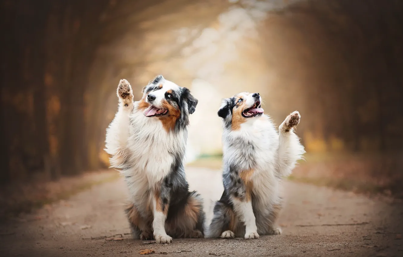 Фото обои радость, парочка, боке, две собаки, Австралийская овчарка, Аусси