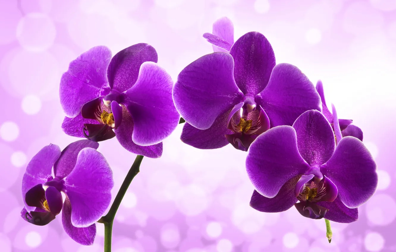 Фото обои цветы, цветение, сиреневая, орхидея