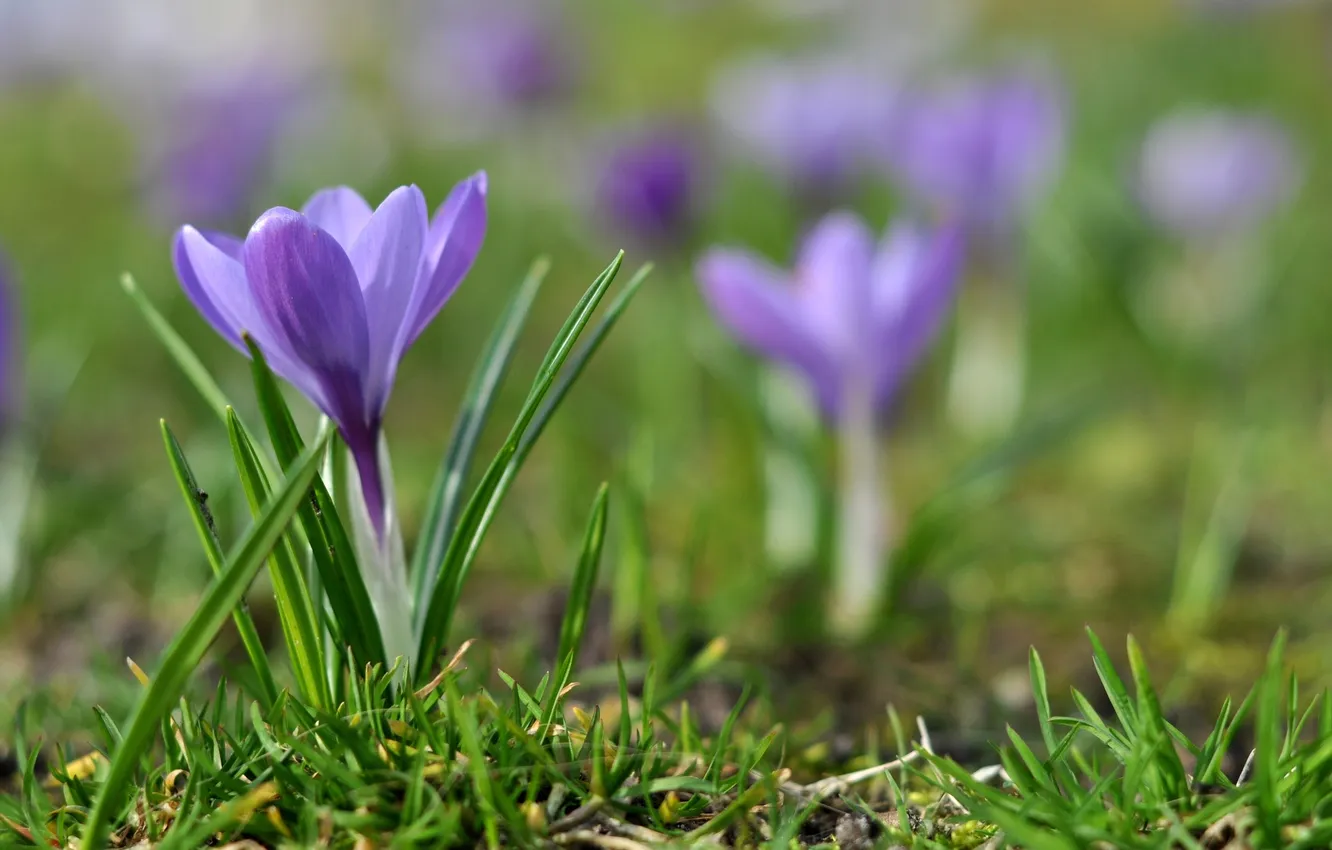 Фото обои цветок, фиолетовый, трава, макро, сиреневый, земля, весна, размытость