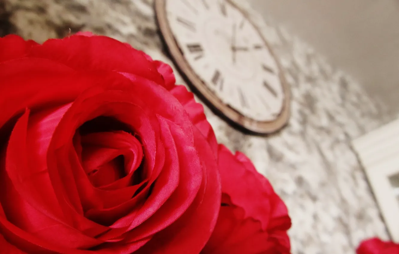 Фото обои цветы, часы, роза, красная