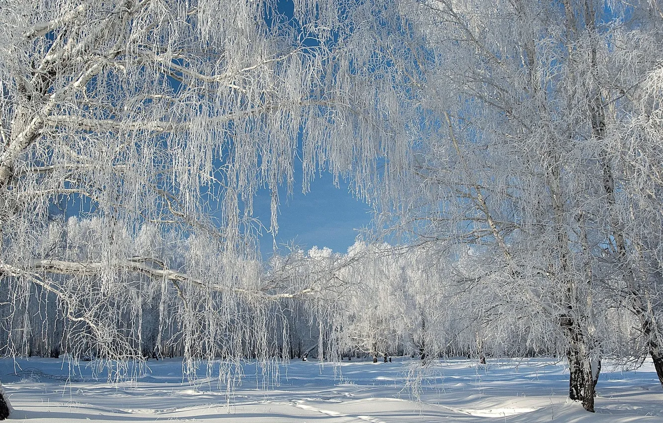 Фото обои зима, небо, снег, деревья, природа, красивые лес