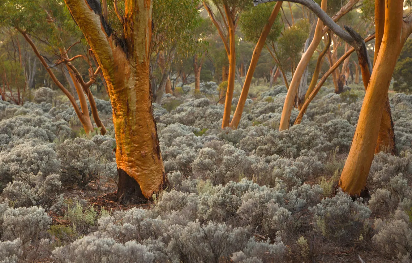 Фото обои деревья, Австралия, эвкалипт