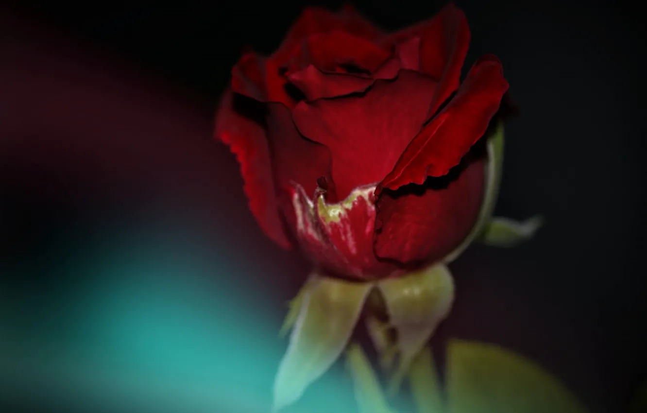 Фото обои темный фон, красная роза, бутон розы