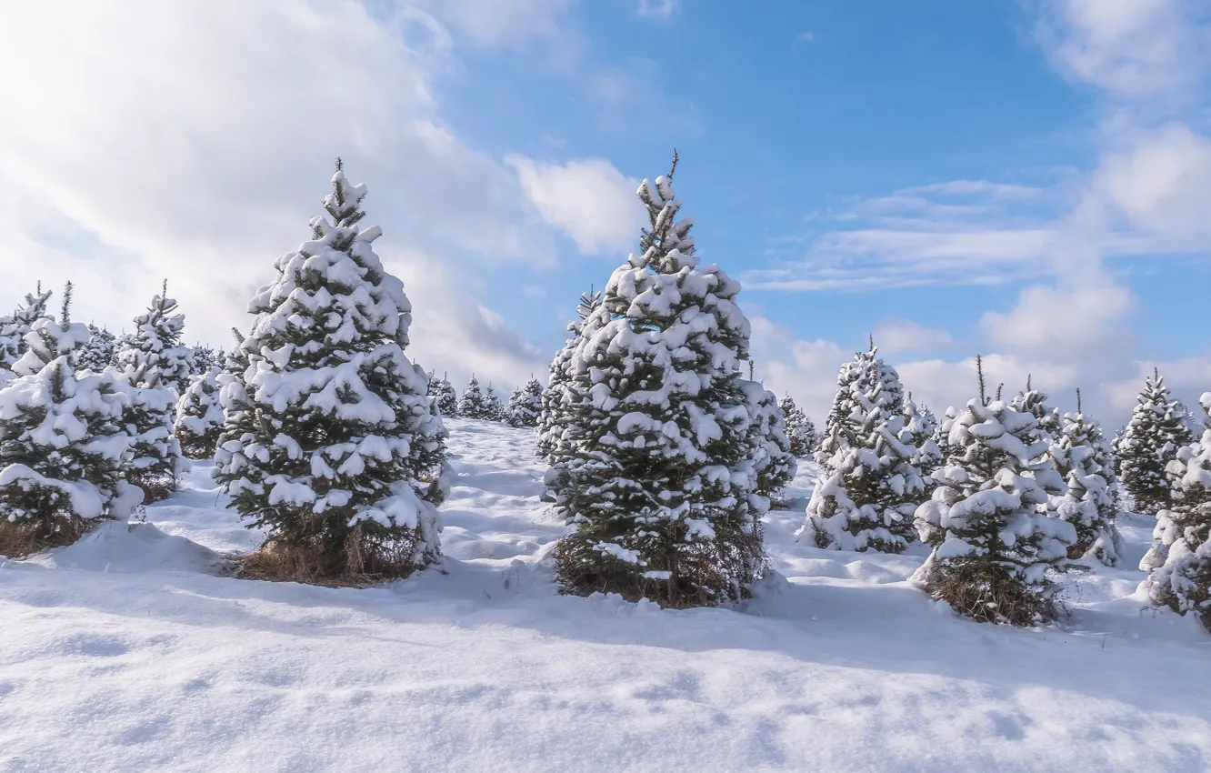 Фото обои зима, лес, снег, деревья, природа, елки, природное явление