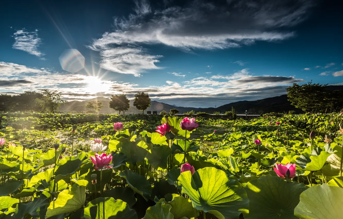 Фото обои Korea, Doomoolmeori - Yangsuri, Lotus Sunrise