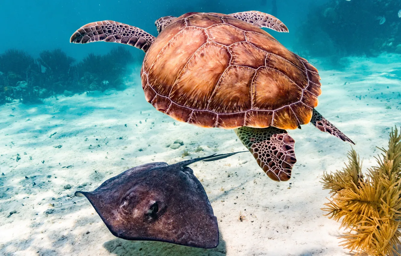 Фото обои underwater, animals, nature, fish, reptiles, Stingray, turtle, marine reptiles