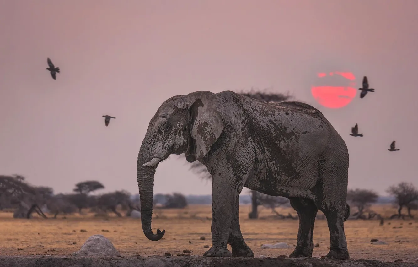 Фото обои солнце, закат, птицы, слон, саванна, Африка