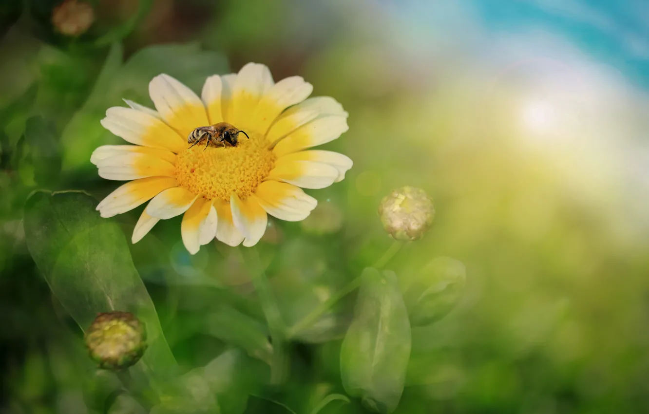 Фото обои цветок, макро, пчела, фон, Весна, цветение, цветок цветущий Весной