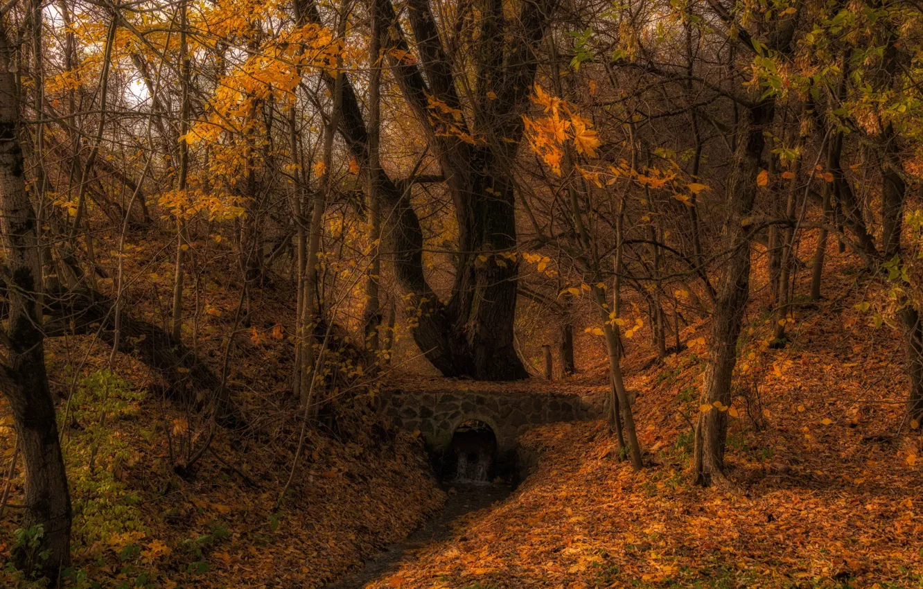 Фото обои осень, лес, деревья, природа, ручей, мостик, Владимир Брагилевский