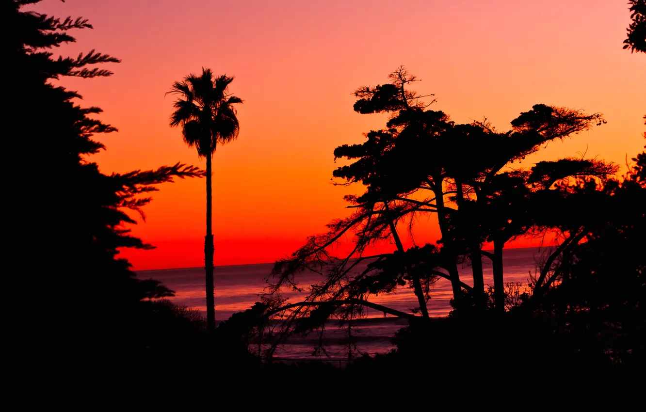 Фото обои море, небо, деревья, закат, пальма, горизонт, силуэт