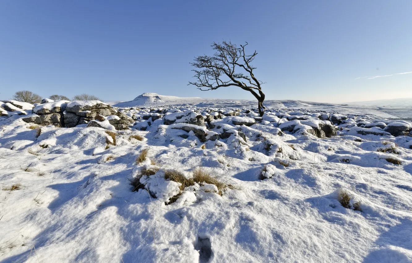 Фото обои зима, небо, снег, дерево, Англия, Великобритания, Северный Йоркшир, Ingleton