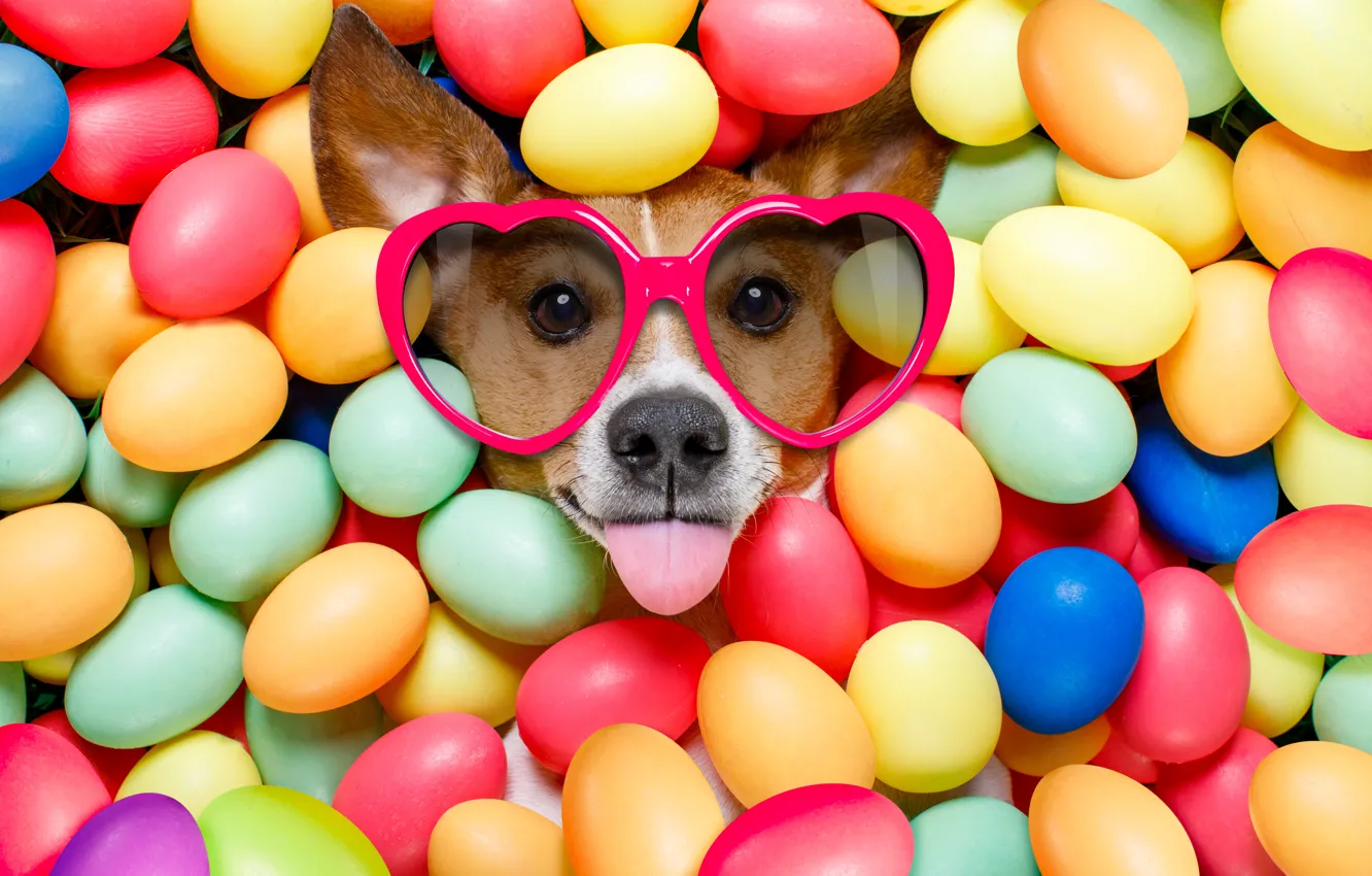 Фото обои собака, colorful, очки, Пасха, сердечки, happy, dog, Easter