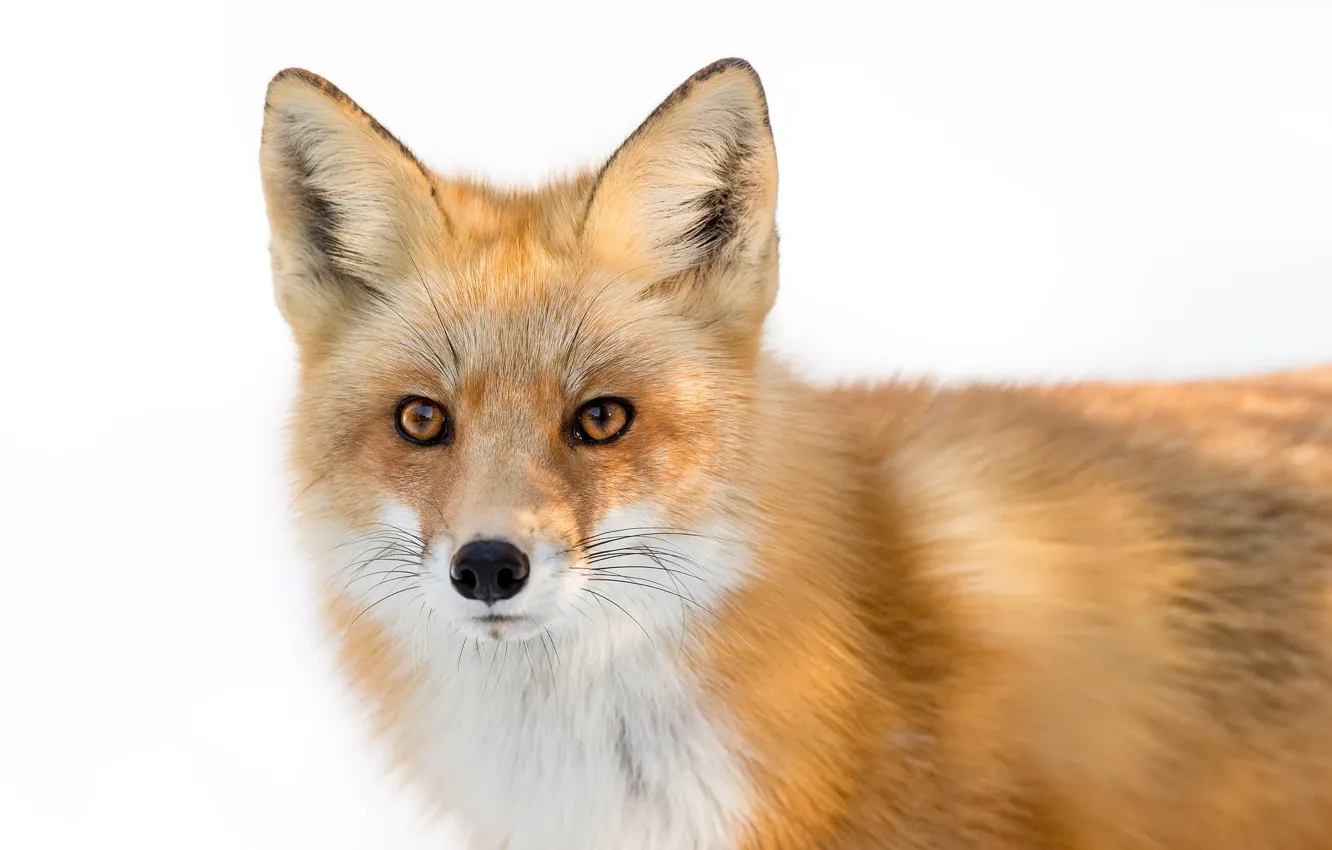Фото обои fox, eyes, winter, wildlife