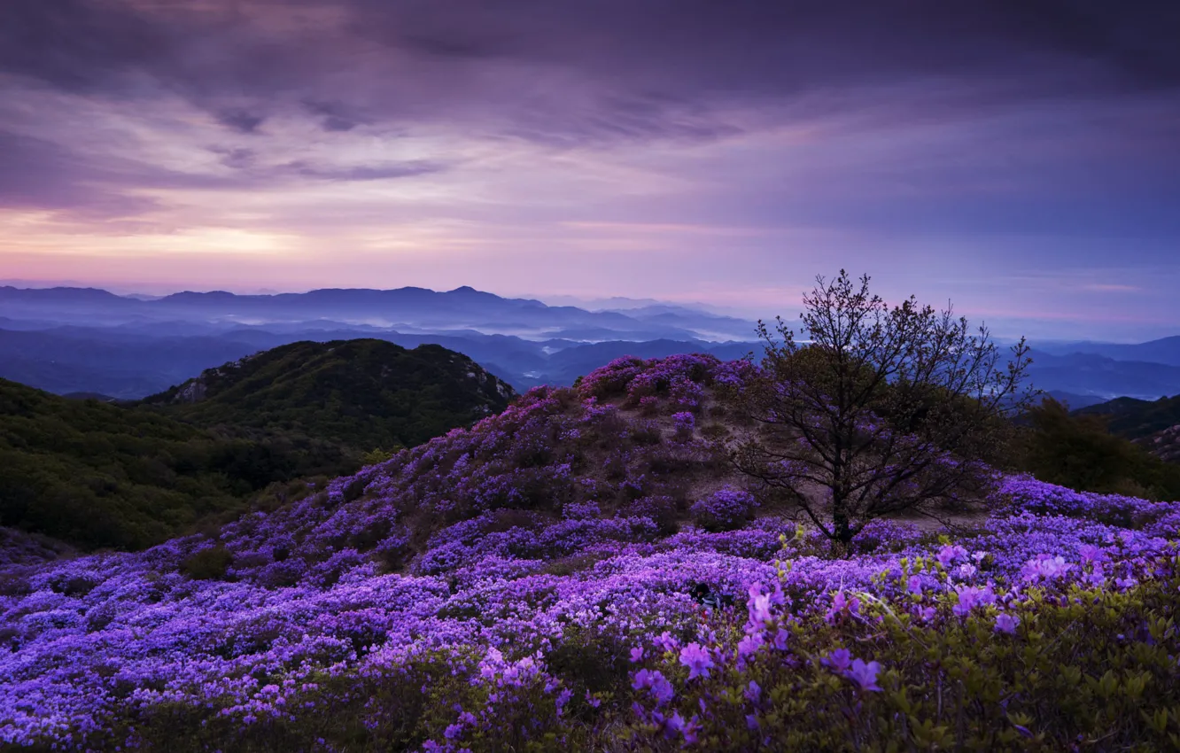 Фото обои небо, пейзаж, горы, тучи, природа, дерево, холмы, Южная Корея