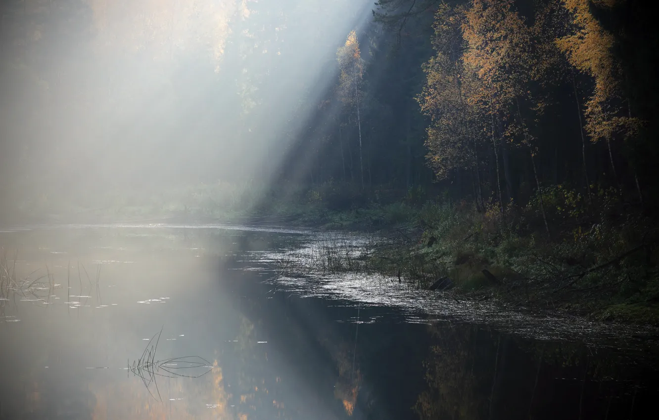 Фото обои лес, туман, озеро, утро