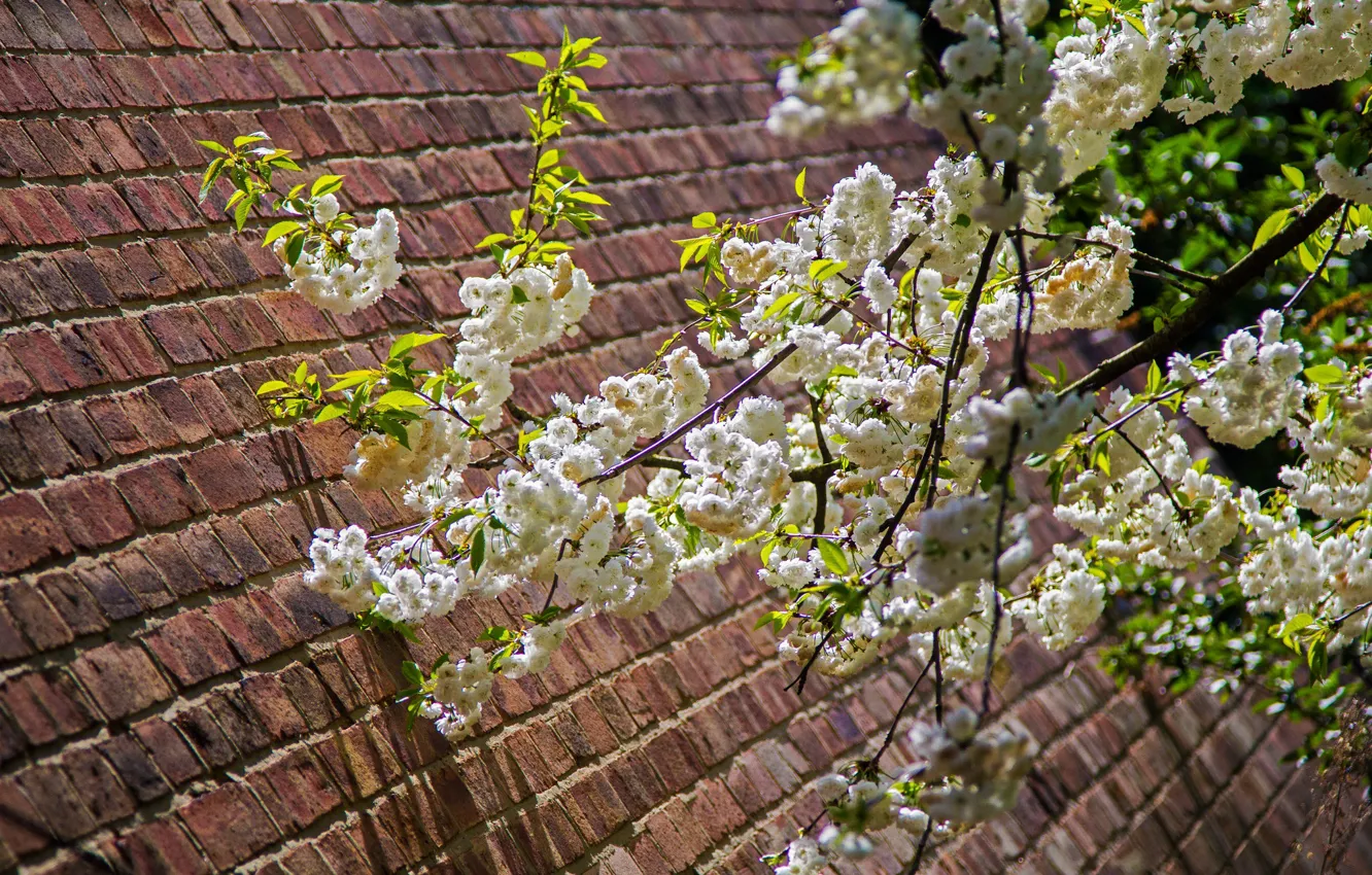 Фото обои дерево, Англия, Лондон, весна
