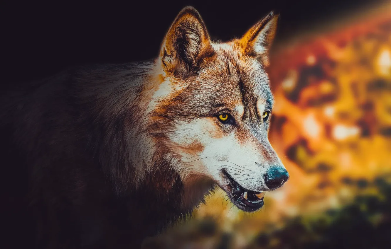 Фото обои nature, predator, animal, wolf, wildlife, portrait, portrait., Canis lupus. face