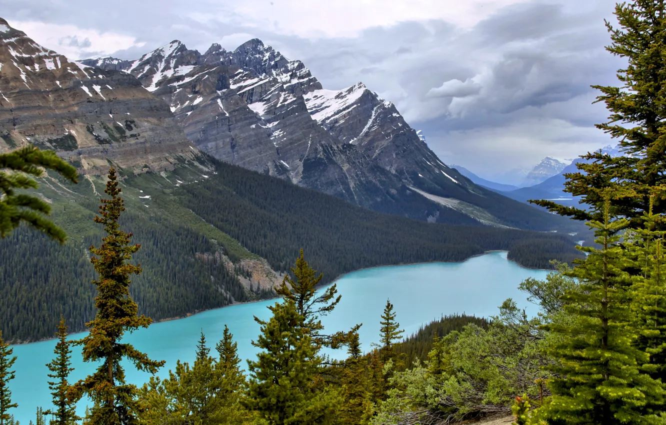 Фото обои лес, небо, деревья, горы, озеро, Banff National Park, канада, Peyto Lake