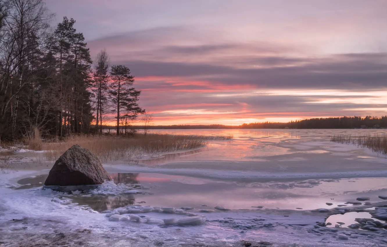 Фото обои зима, деревья, закат, камень, залив, Финляндия, Finland, Финский залив