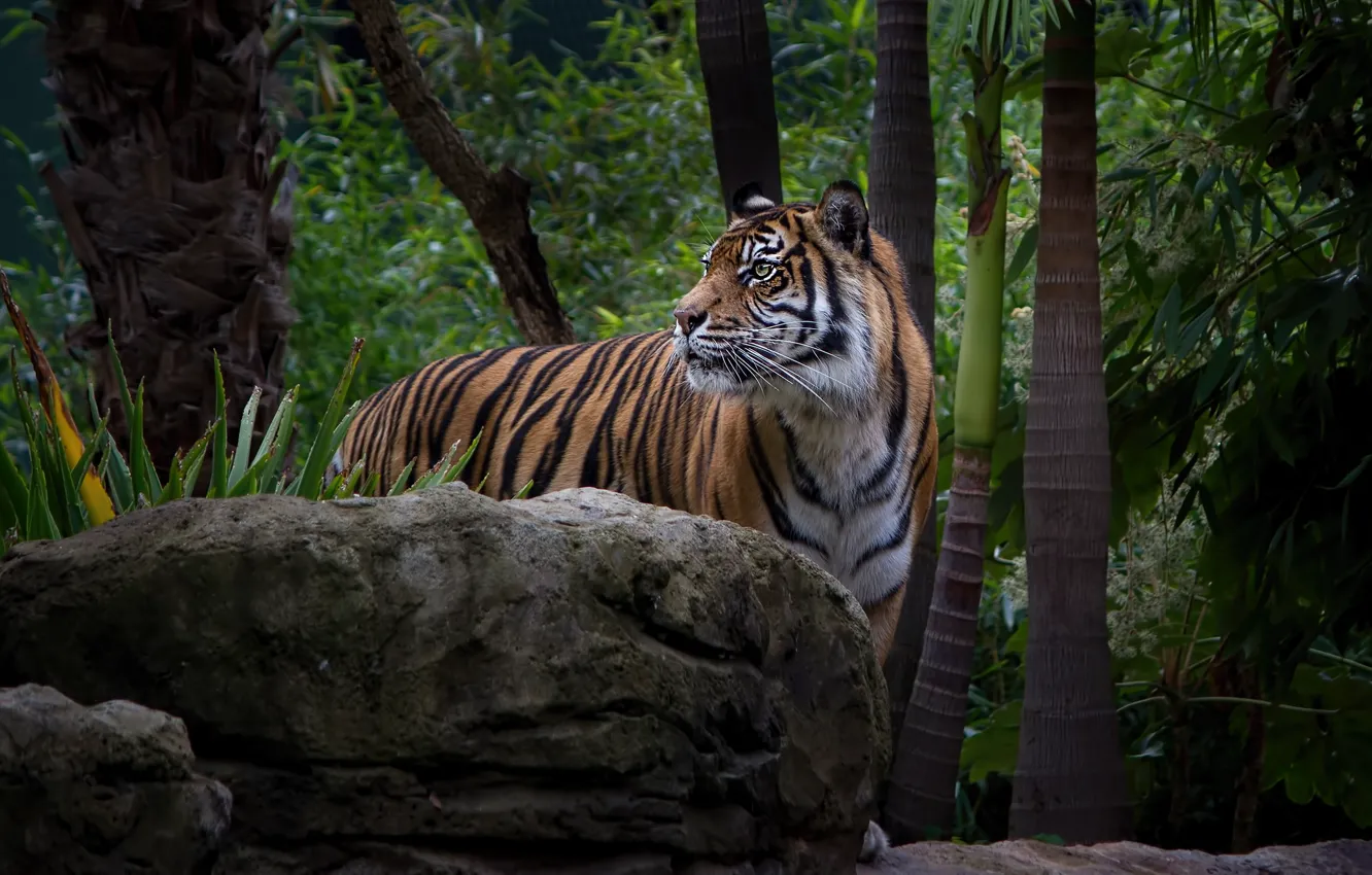 Фото обои листья, тигр, темный фон, камни, джунгли