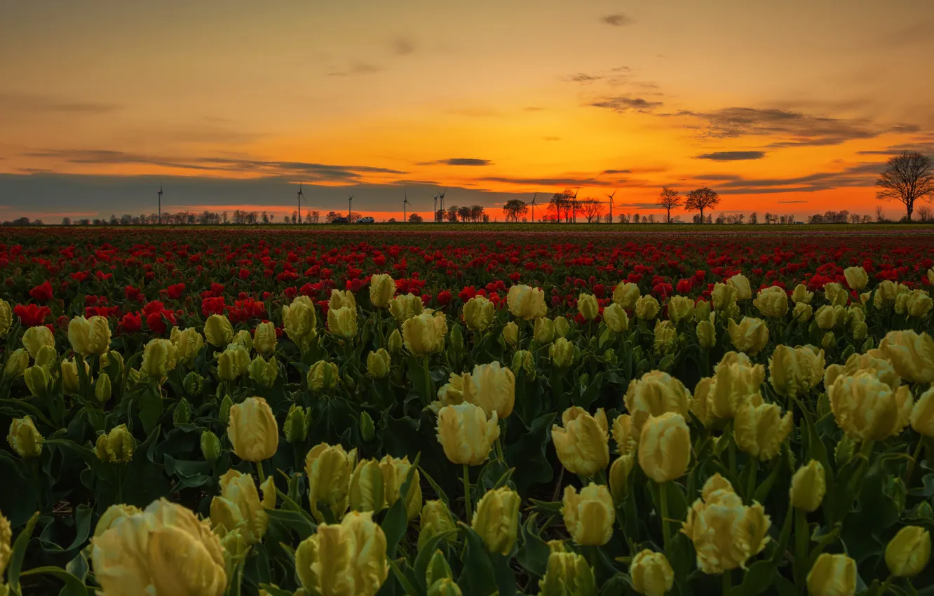 Фото обои поле, закат, цветы, вечер, желтые, тюльпаны, красные, много
