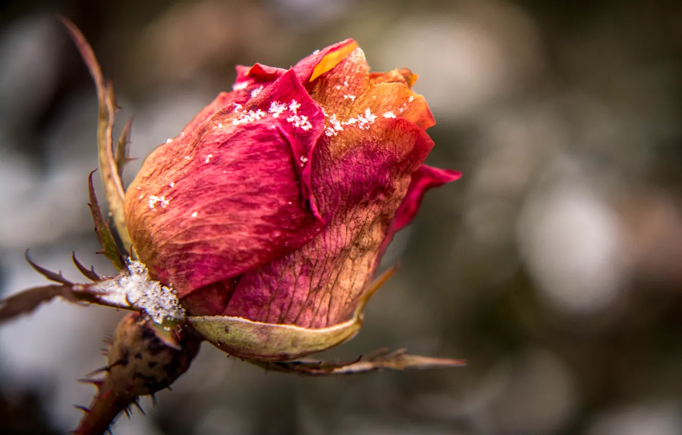 Фото обои осень, цветок, роза, бутон, кристаллы