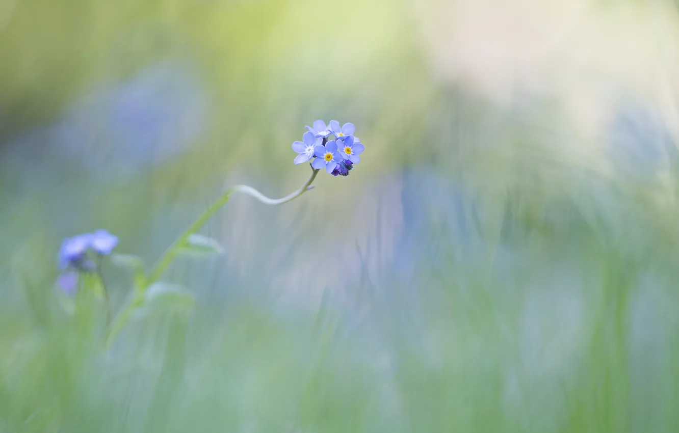 Фото обои цветы, фон, голубые, незабудка