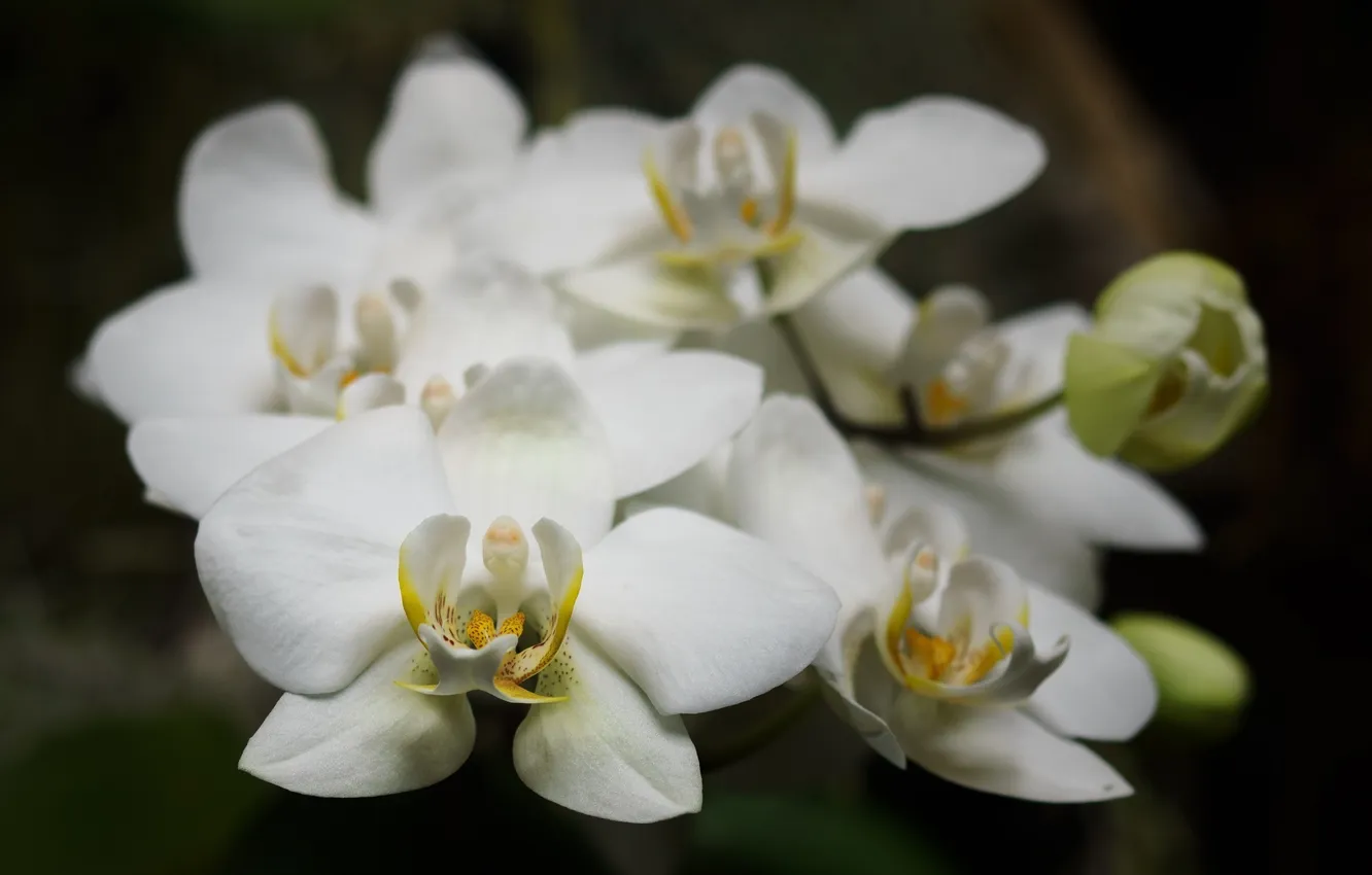 Фото обои макро, цветы, лепестки, белые, орхидеи