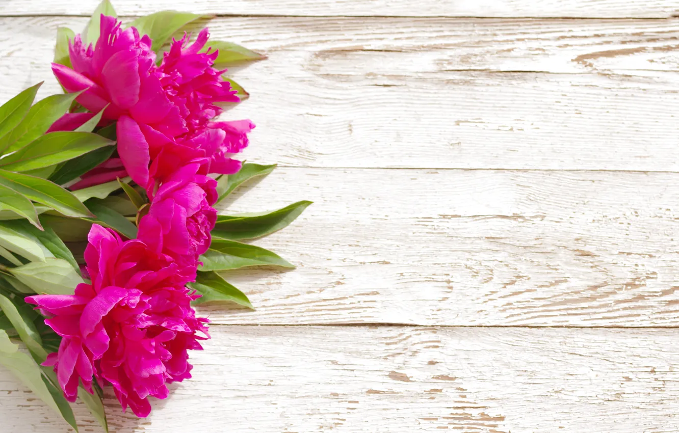 Фото обои розовые, wood, pink, flowers, beautiful, пионы, peony