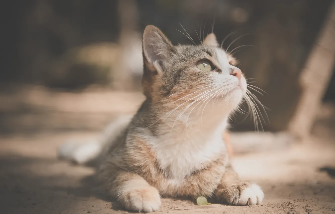 Фото обои кошка, котёнок, котейка