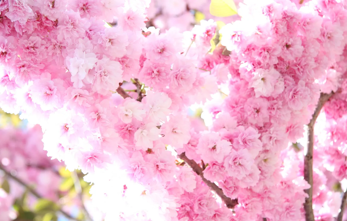 Фото обои солнце, свет, цветы, дерево, ветви, нежность, весна, сакура
