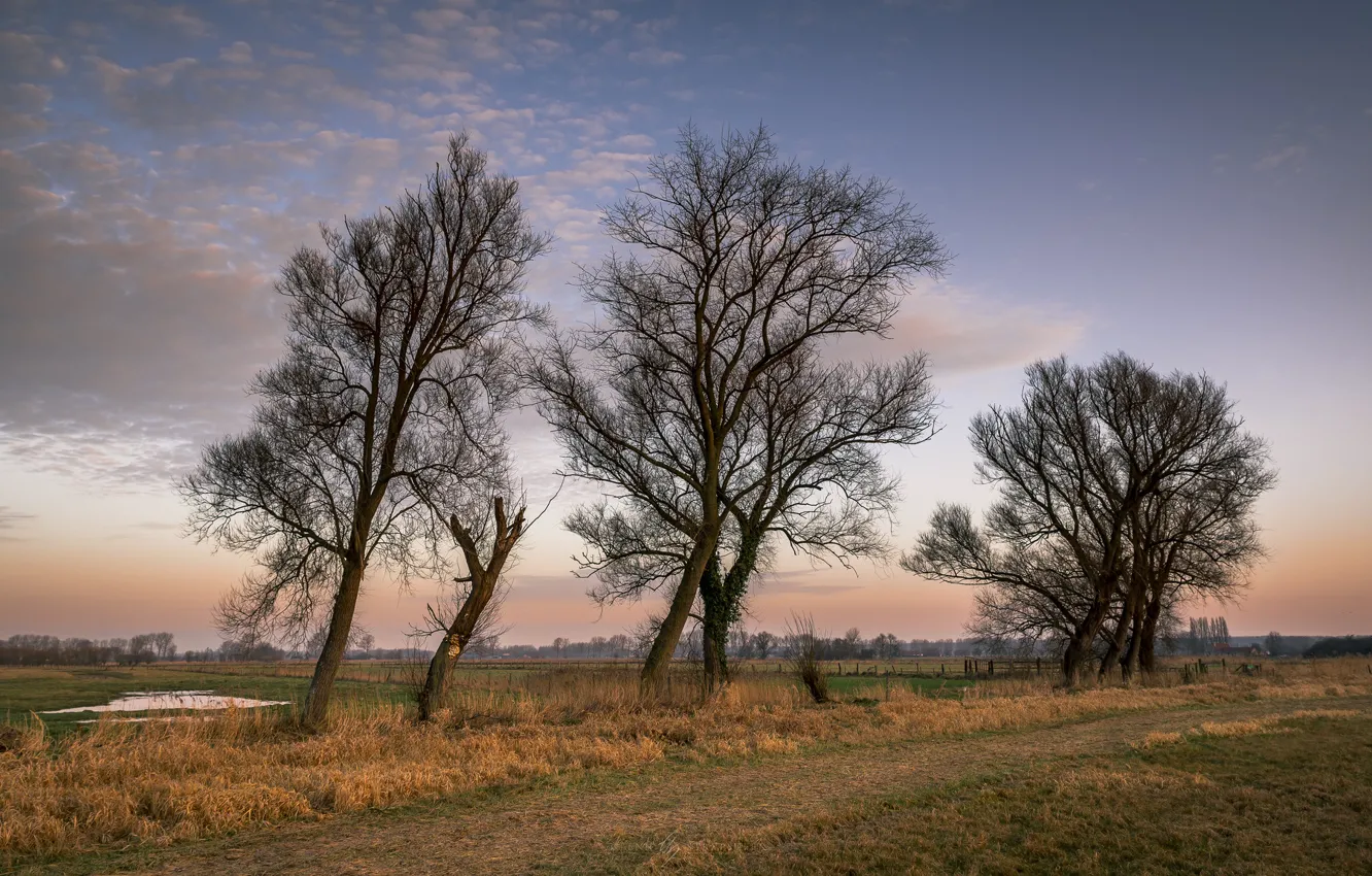 Фото обои поле, деревья, закат