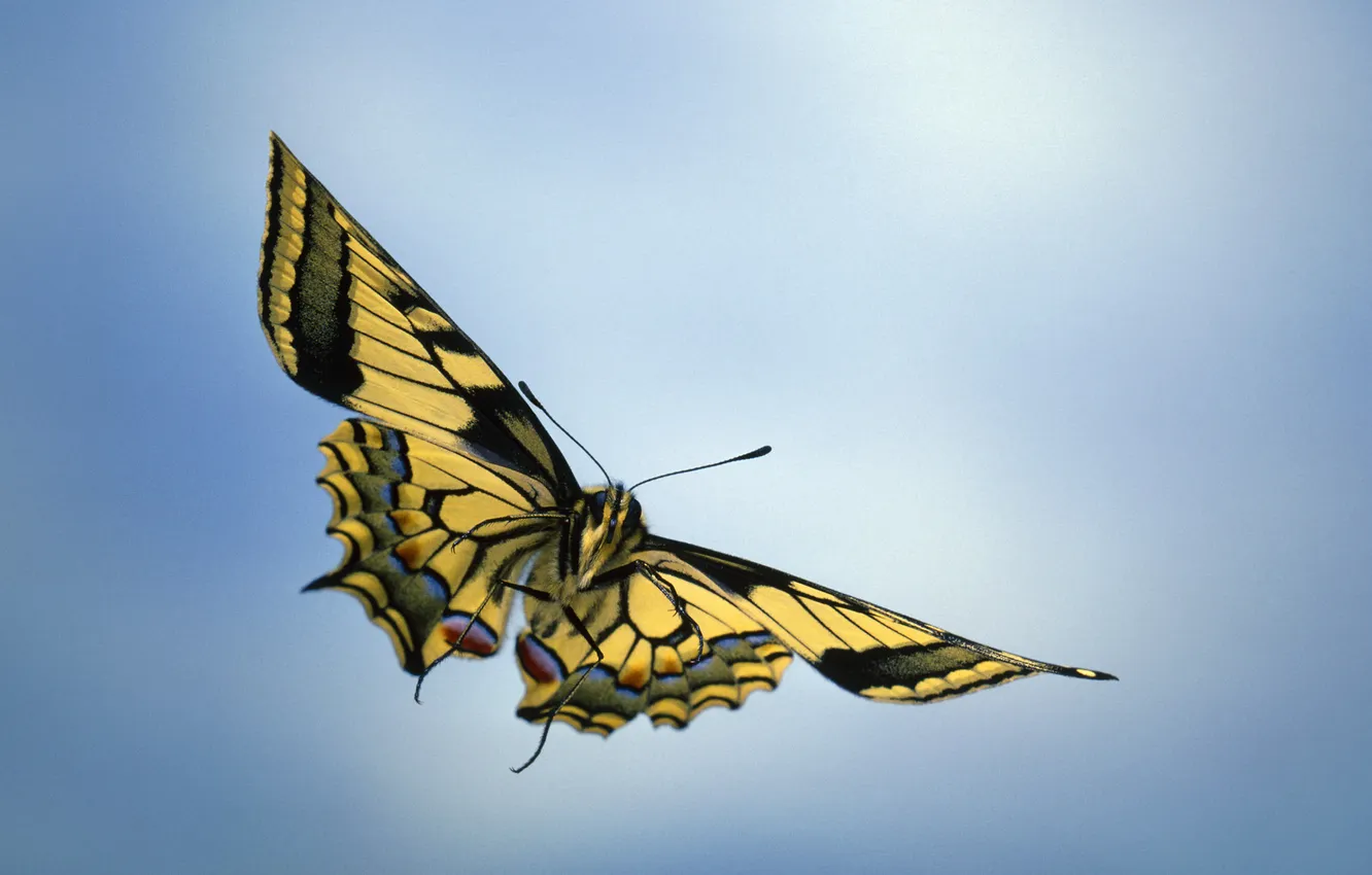 Фото обои макро, полет, бабочка