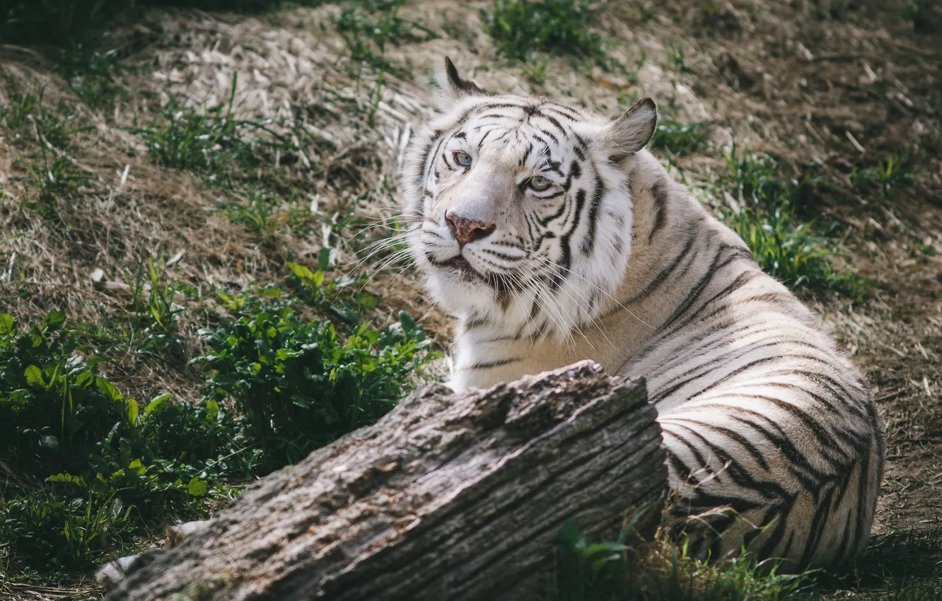 Фото обои морда, отдых, хищник, белый тигр, дикая кошка
