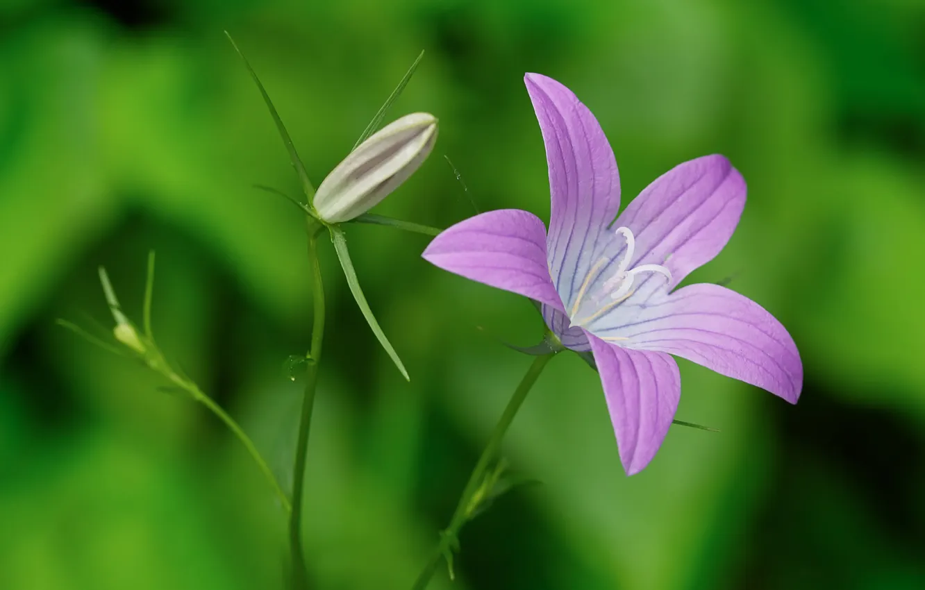 Фото обои цветок, природа, растение, лепестки