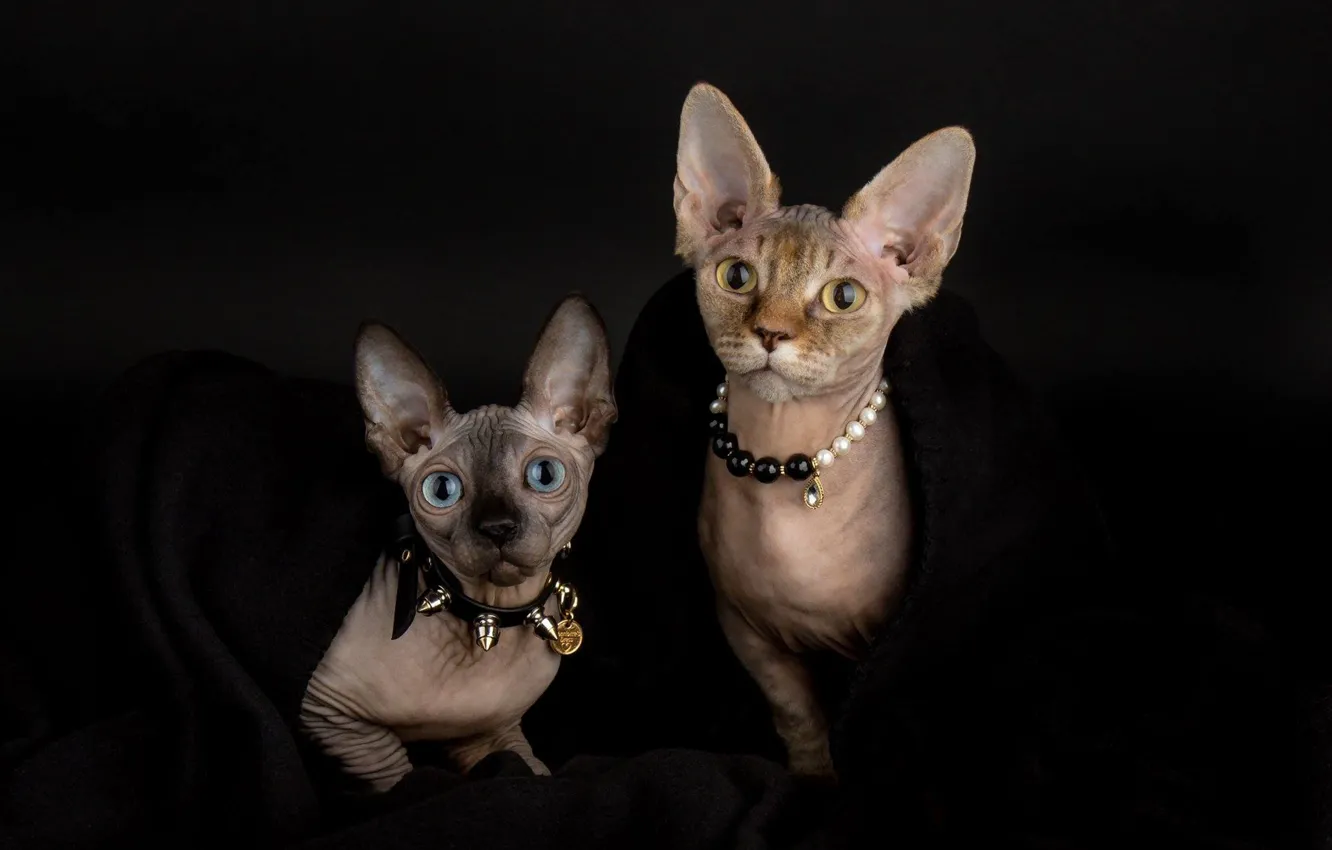 Фото обои взгляд, кошки, стиль, портрет, ожерелье, котята, ошейник, парочка