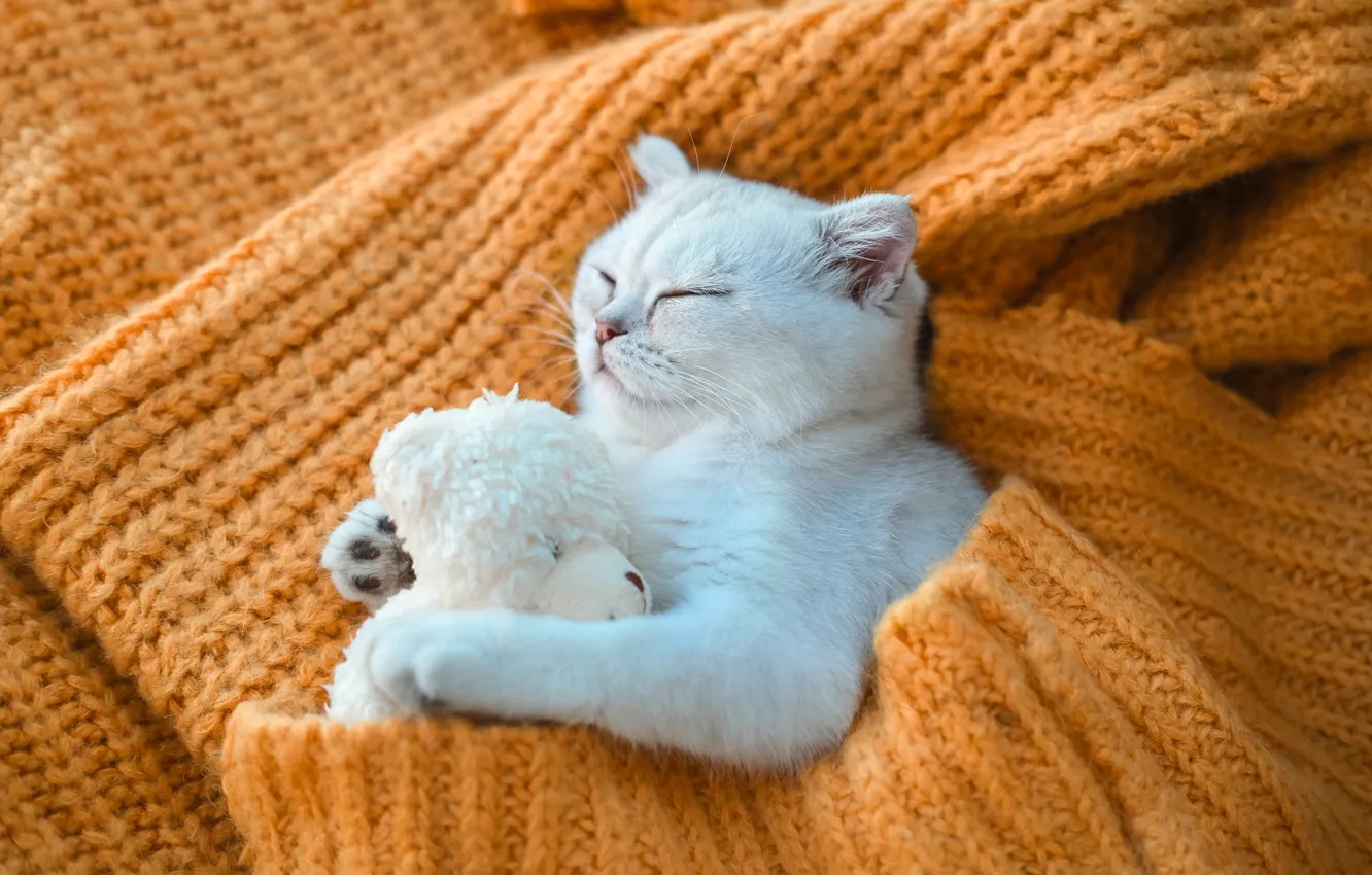 Фото обои кошка, кот, игрушка
