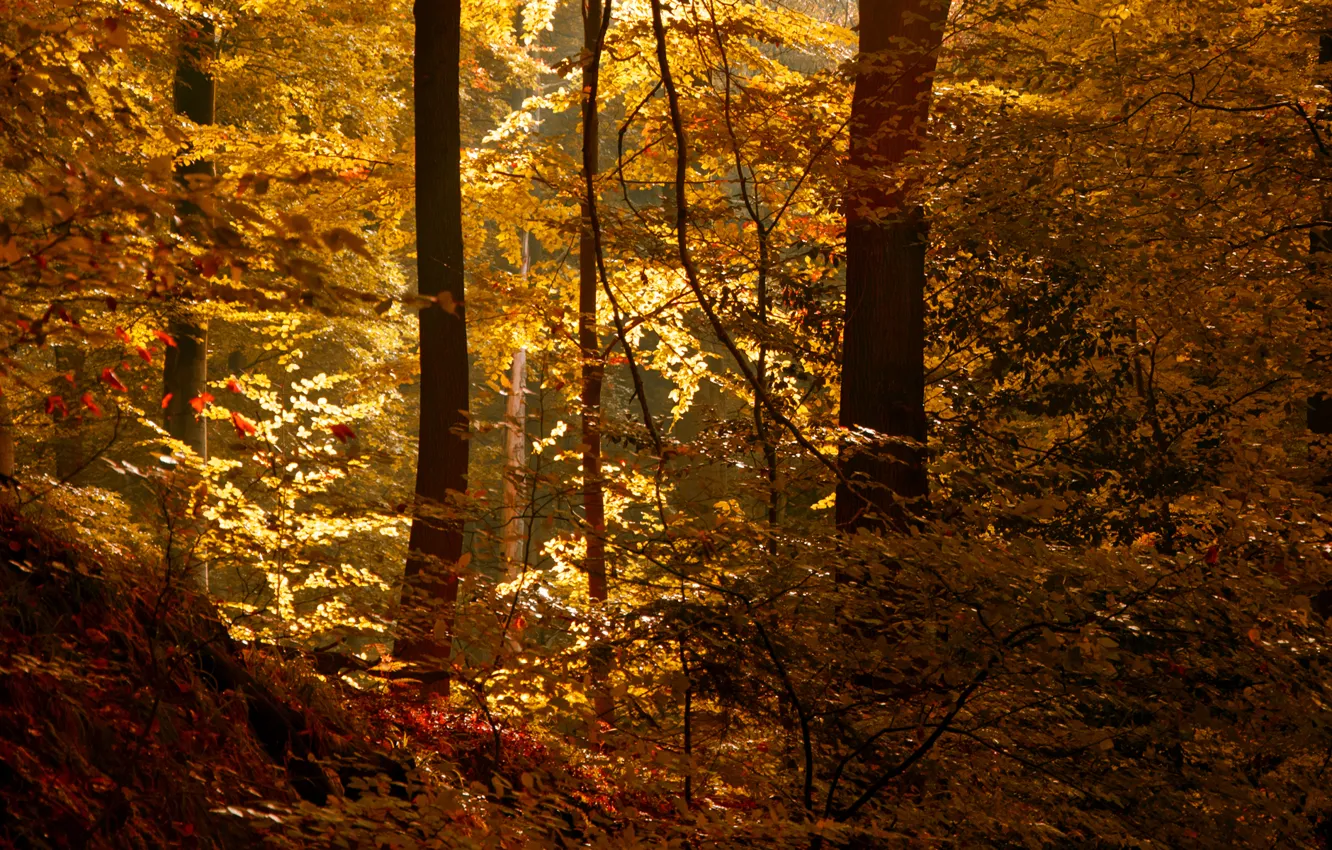 Фото обои осень, лес, листья, солнце, чаща