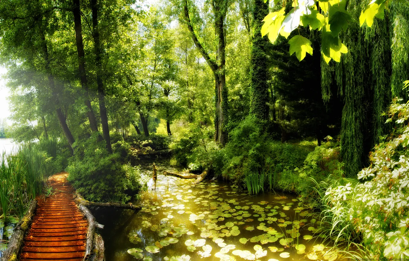 Фото обои пруд, лилии, красота, лес.тропинка