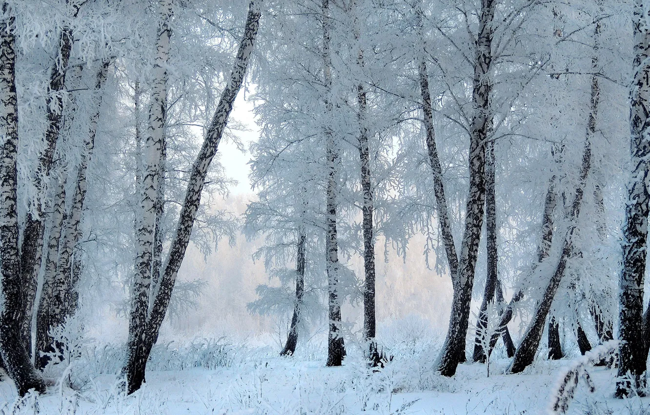 Фото обои зима, иней, лес, снег, деревья, ветки, стволы