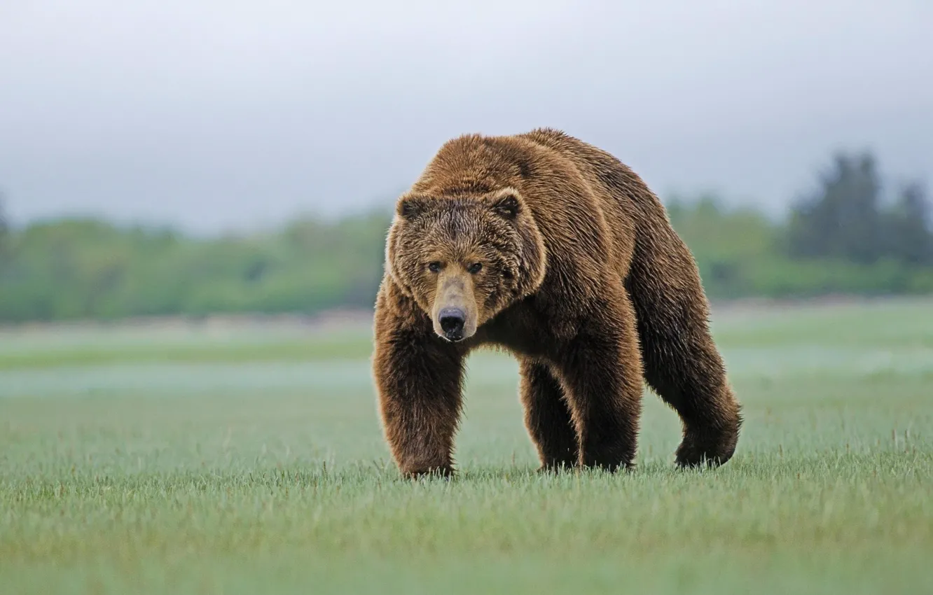 Фото обои трава, медведь, бурый