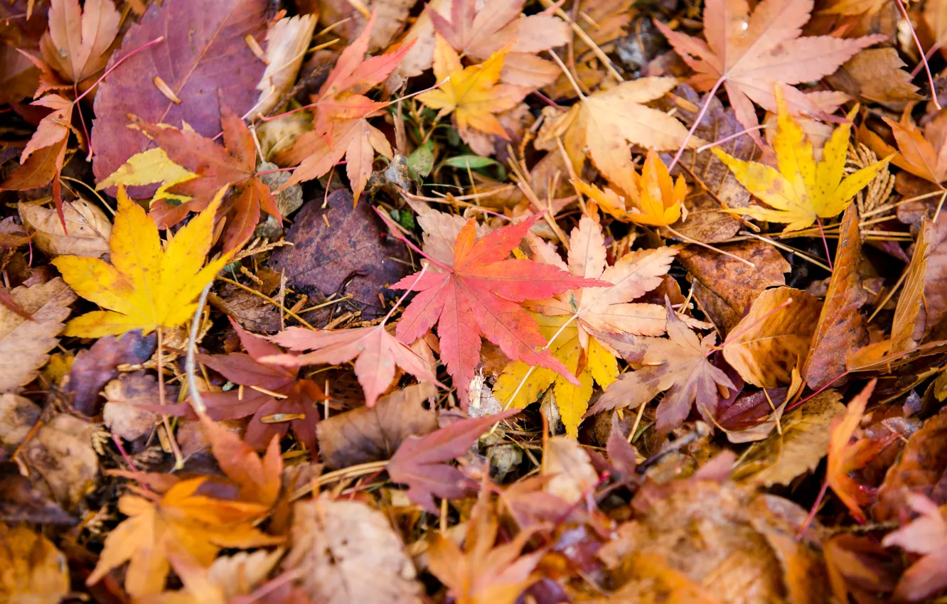 Фото обои осень, листья, colorful, клен, autumn, leaves, осенние, maple