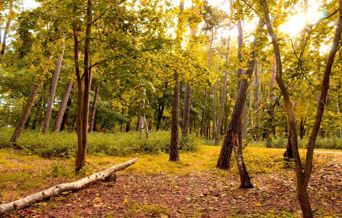 Фото обои forest, trees, park, autumn, fall