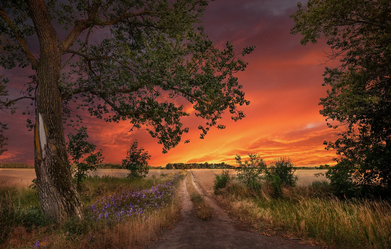 Фото обои дорога, поле, деревья, пейзаж, закат, природа, травы